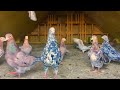 Мои племенные мраморные бакинские голуби по линии Павла Аббакумова!