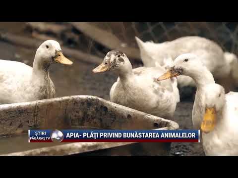 Video: USDA Se Retrage Din Regula Organică Privind Bunăstarea Animalelor