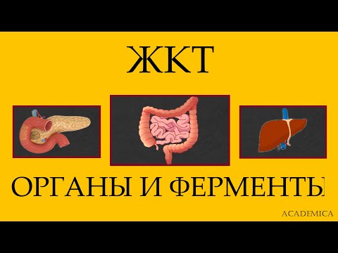 ЖКТ. Строение. Ферменты.