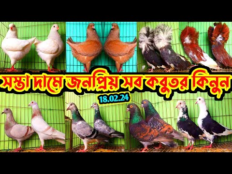 সস্তা দামে জনপ্রিয় সব হাই কোয়ালিটি ফেন্সি কবুতর কিনুন || সবচেয়ে কম দামে খামারের কবুতর বিক্রি হবে