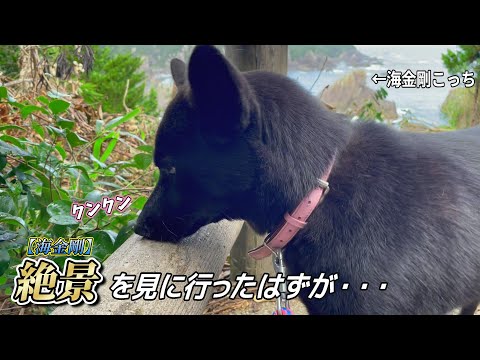 【甲斐犬】ピラミッドのような尖った岩『海金剛』を見に散歩!
