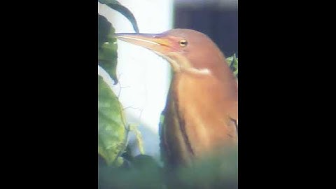 Cò lửa - cò rán 3