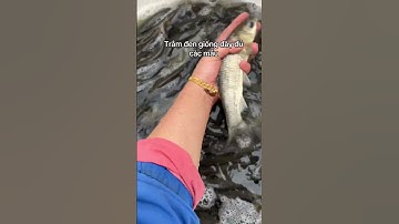 Trại chuyên cung cấp các loại cá nước ngọt hàng vip. Liên hệ 0383831527 #trending #fishing