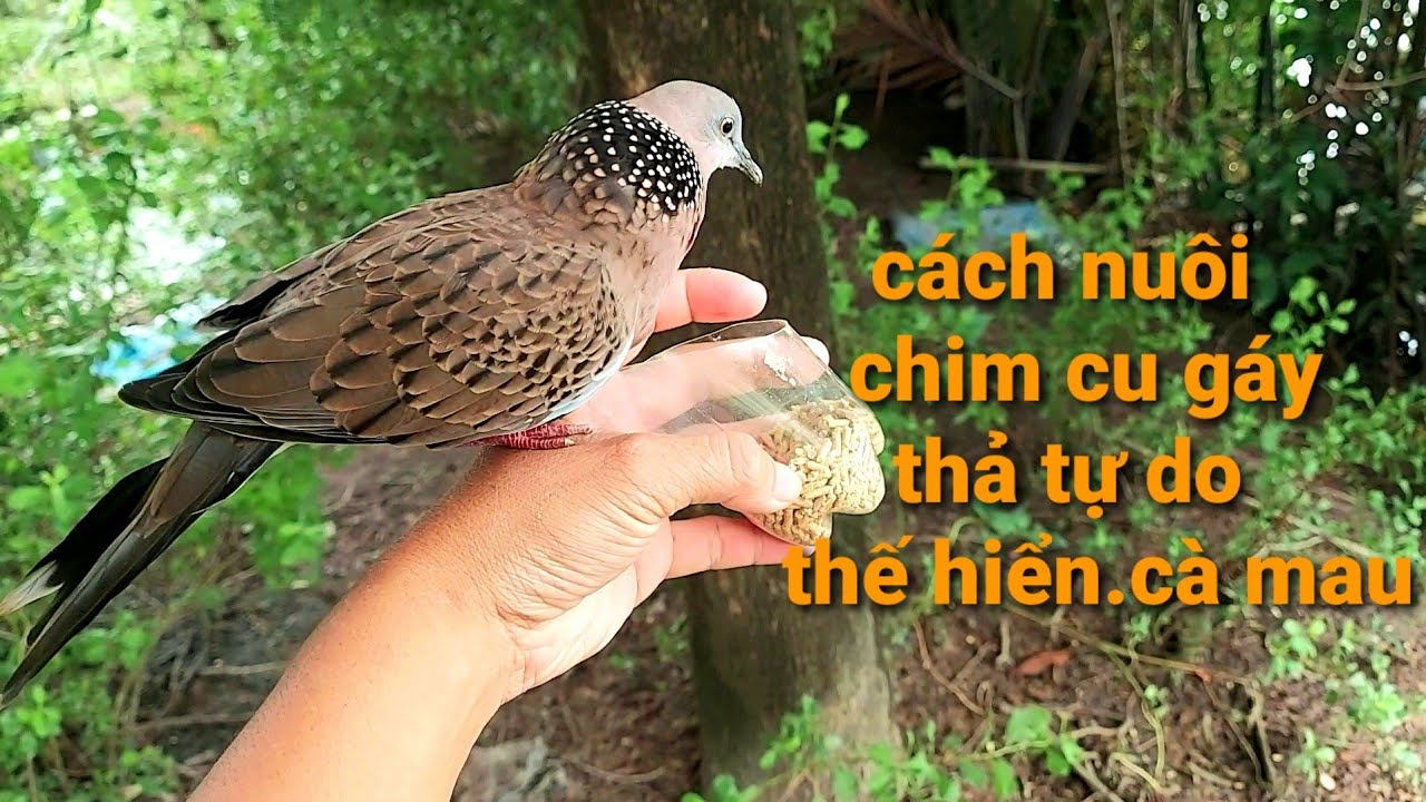 chim cu gáy thả tự do | thế hiển chia sẻ kinh nghiệm đam mê | cám ơn ae đã ủng hộ