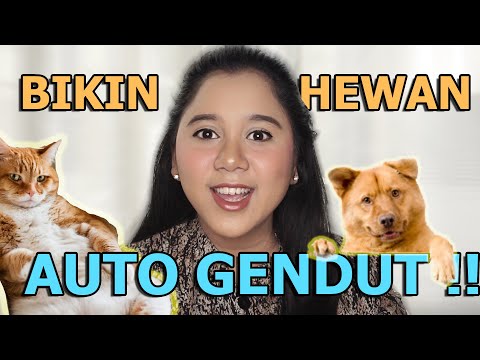 Video: Cara Menggemukkan Anjing