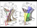 Cervical Lymph Node Levels in 5 minutes