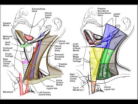 Video: Supraklavikulære Lymfeknuter Anatomi, Diagram Og Funksjon - Kroppskart