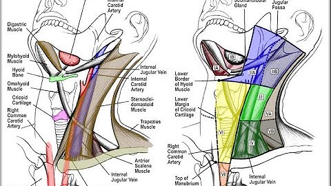 Cervical Lymph Node Levels in 5 minutes