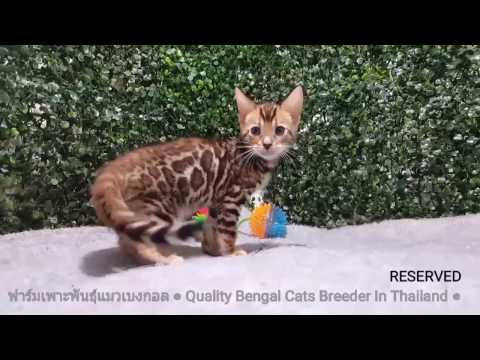 Iฟาร์มเพาะพันธุ์,ขายแมว#Bengal#Caracal#Serval#Savannah(By.ABT)