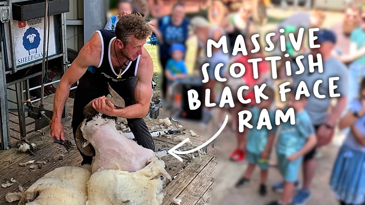 Shearing Rams at Wooly Weekend!