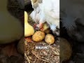 A unique way of raising kids  #pets