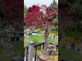 Peace. Harmony. A quiet moment with my Japanese maple tree🍁.