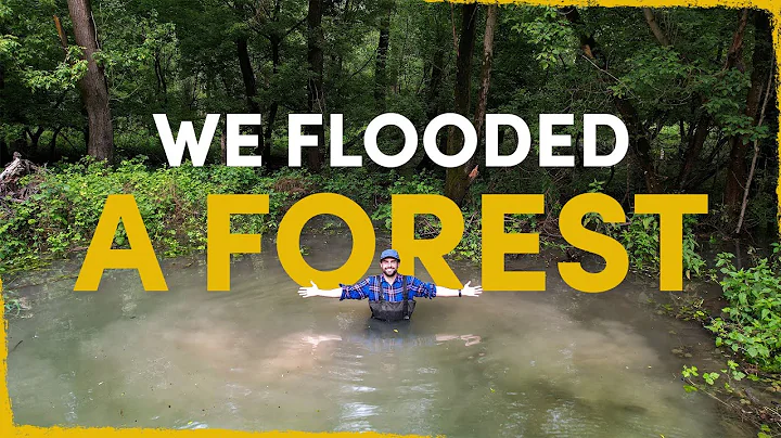 We flooded a forest - the result blew our minds - DayDayNews