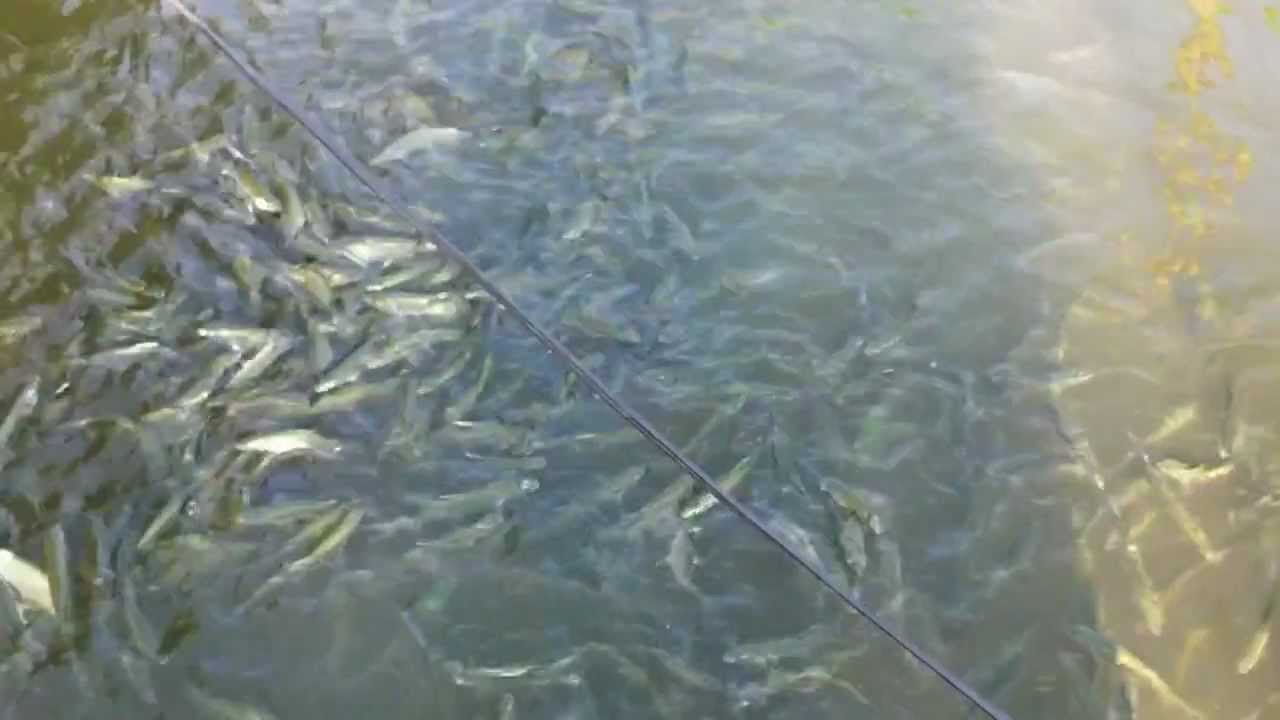 feeding milk fish (bangus) and catfish (hito)&hellip;.ilocos