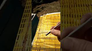 Почему пчёлы не идут во второй корпус через ганемановскую решетку