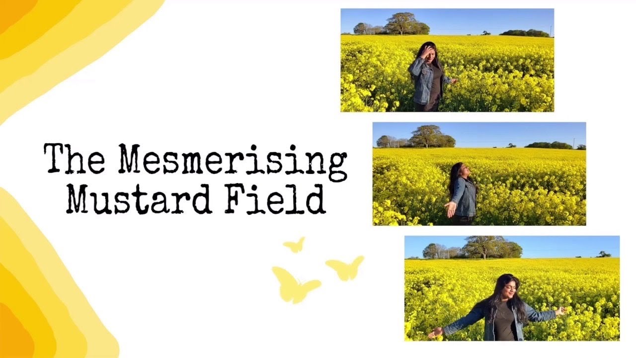 The Mesmerising Mustard FieldA DDLJ Vibe The Yellow Bloom Malayalam
