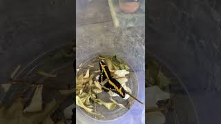 Butterfly has hatched!!!