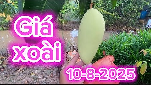 Giá xoài Đài Loan, Cát hòa lộc, cát chu ngày 10 tháng 8, 2025