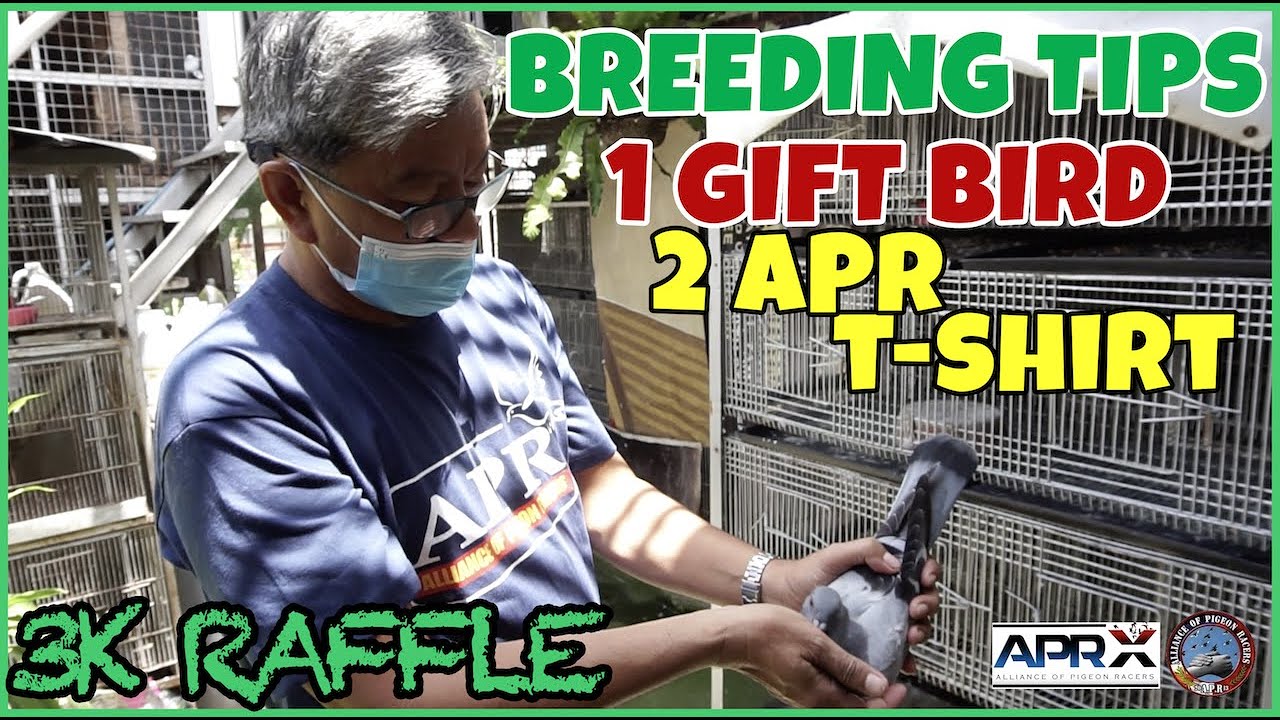 BREEDING TIPS | 3K SUBS RAFFLE - YouTube