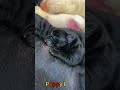かわいい子犬の日常 #koreaPuppies #japanDogs