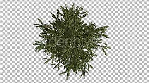 Monkey Puzzle Crown Top Down Cones Coniferous | Motion Graphics - Envato elements