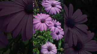 African Daisy flower seeds and details #blooming #flowers #terracegardenindia #homegarden #garden