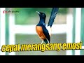 MURAI GACOR !! CEPAT MERANGSANG EMOSI MURAI DAN MEMANCING CEPET GACOR | SHAMA BIRD