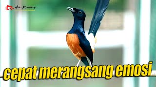 MURAI GACOR !! CEPAT MERANGSANG EMOSI MURAI DAN MEMANCING CEPET GACOR | SHAMA BIRD