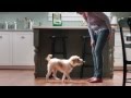 Greenies dental dog treat commercial 2015  valuepetsuppliescom