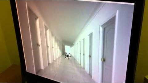 Approach-Avoidance Paradigm