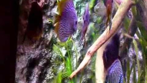 Cá Dĩa Red Turquoise  - Thiên Đường Cá Cảnh