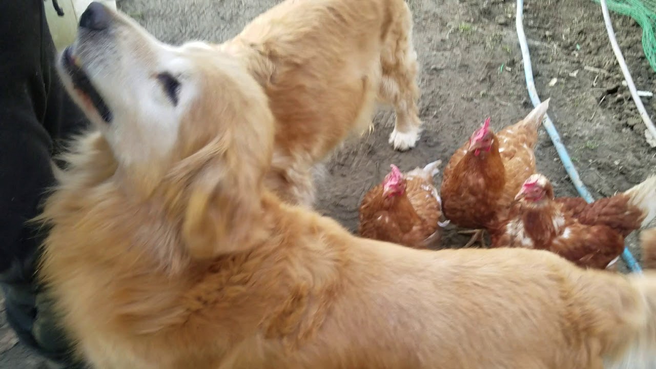 癒し動画 うさぎ When my grandfather calls , Golden Retriever is happy time