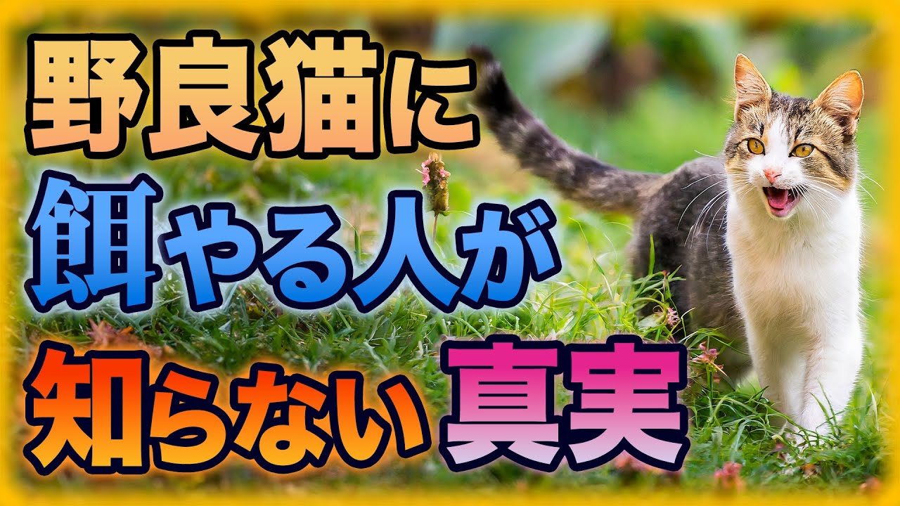 野良猫に餌やりをすべきではない理由