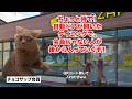 【チョコザップ】大量出店＆ずさんな管理体制で大赤字！？利用者からのクレームが止まらないコンビニジム #猫マニ #猫ミーム