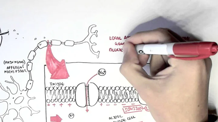 Pharmacology - Local Anaesthetic