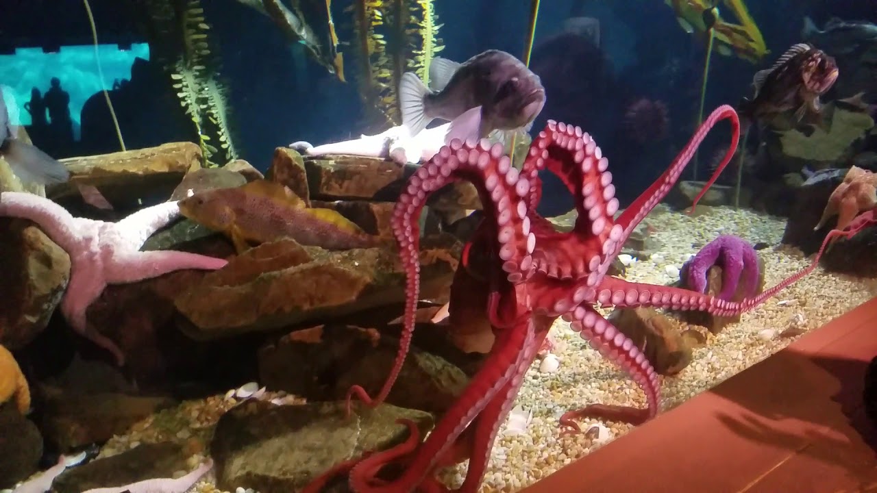 Octopus at the aquarium playing. YouTube