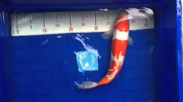 Doitsu kohaku 45cm