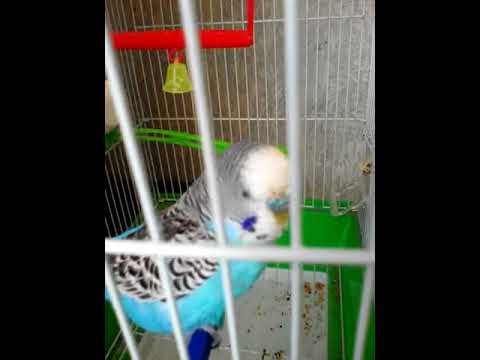 უზრდელი თუთიყუში