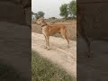 Bullykutta in Punjab Pakistan