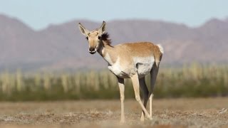 El jaguar o el berrendo, las otras víctimas del muro de Trump