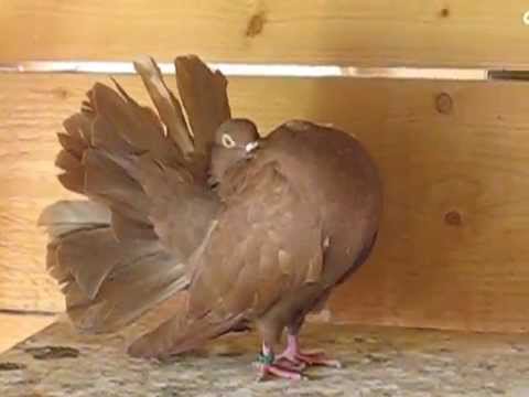 Pigeon Paon Rouge Septembre 14 Youtube Pigeon Paon Rouge Septembre 14 Youtube