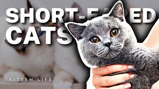 7 Cat Breeds with Short Ears (Part 2) by Kitten Life 472 views 1 year ago 4 minutes, 30 seconds