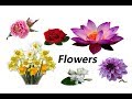 Flowers English Vocabulary. Most Beautiful Flowers In The World.