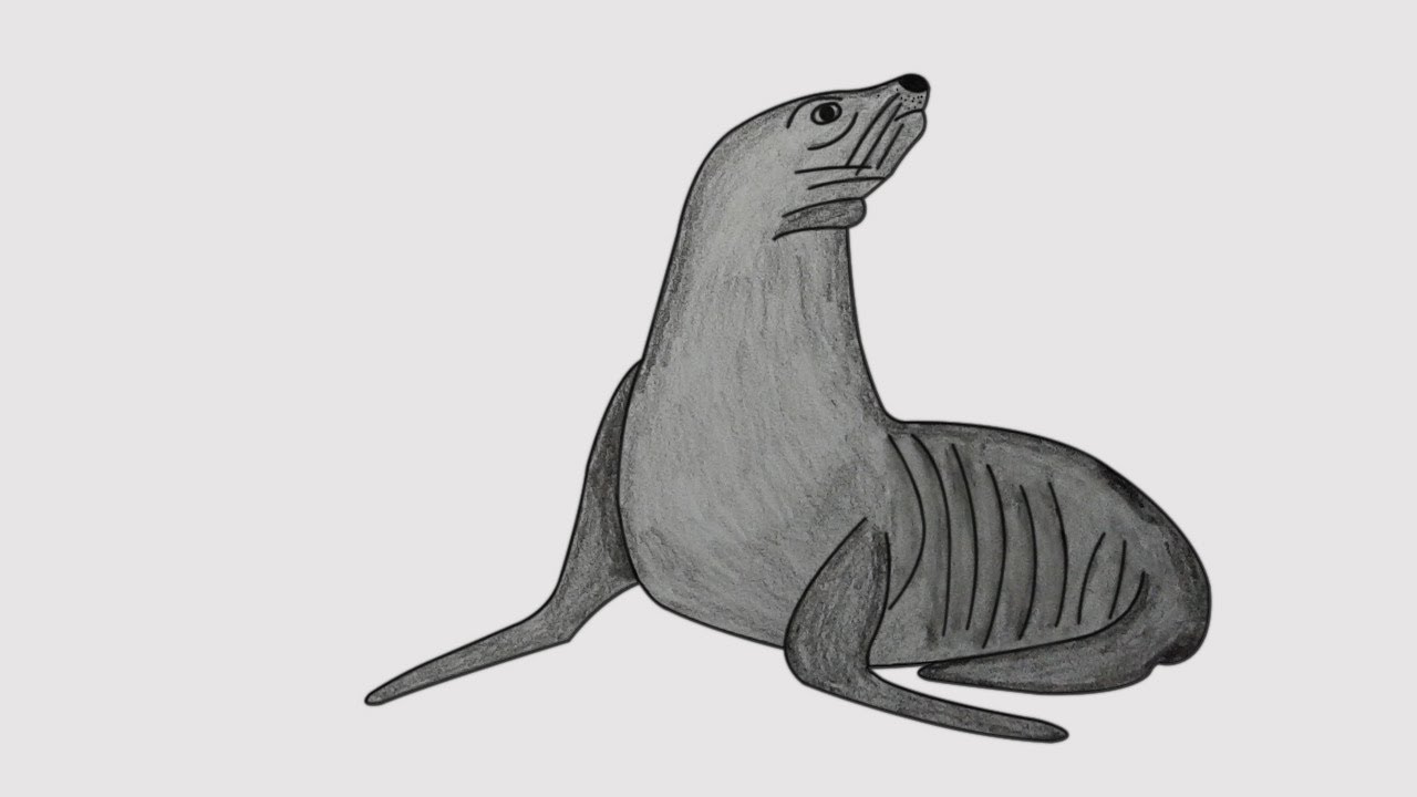 Learn How to Draw a Sea Lion (Zoo Animals) Step by Step : Drawing Tutorials