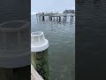 Max the Swan hisses at me at the 0:15 second & 0:55 second mark - then wags his tail - he is happy