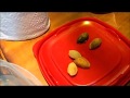 Germinar almendras (proceso completo) como germinar una almendra en casa