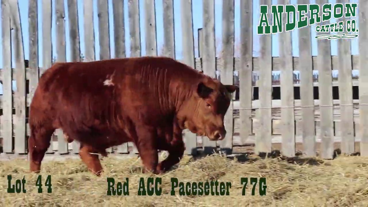 Lot 44 Red ACC Pacesetter 77G - YouTube