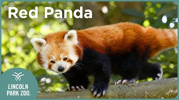 Top 3 Red Panda Facts You Never Knew