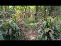 This jungle path is giving me some shipibo vibes