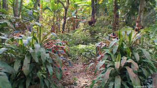 This jungle path is giving me some shipibo vibes